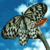 mariposas